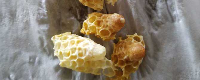 冬季育王会成功吗