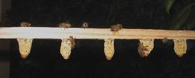 移虫针怎么移不出幼虫