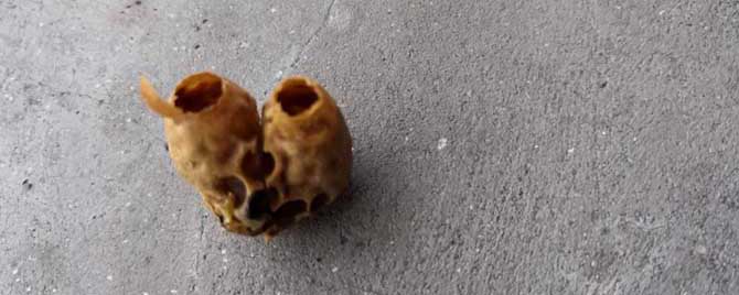 人工育王新蜂王几天出台