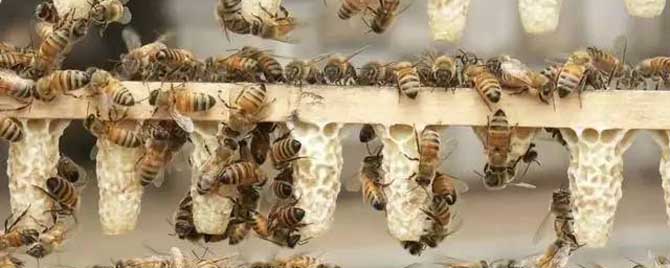 中蜂人工育王技术有哪些