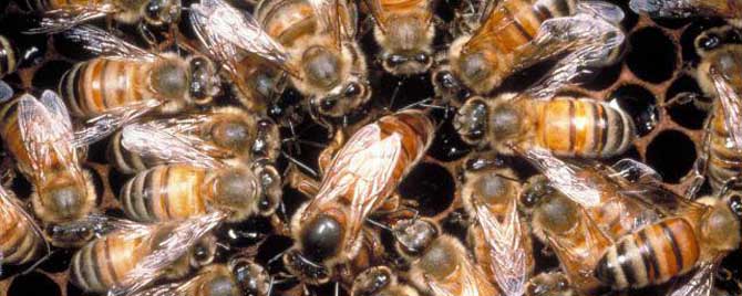 母群是什么意思