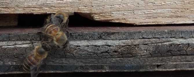 几月诱蜂最容易来蜂