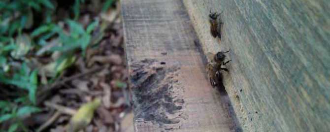 下半年几月诱蜂最佳