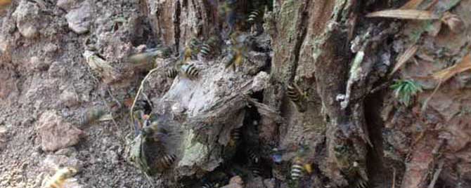 冬天什么时候诱蜂最好