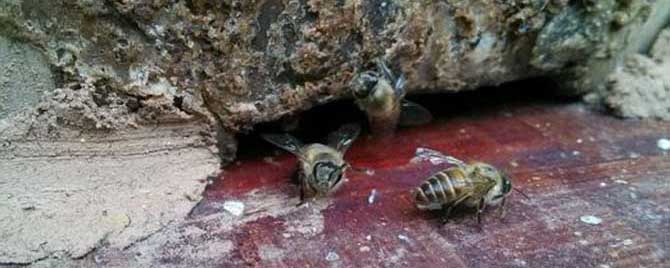 红牛加什么做诱蜂水