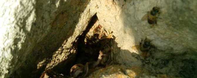 诱蜂桶放在什么位置最佳