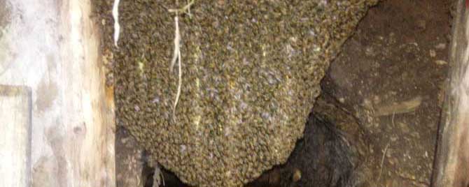 诱蜂桶怎样才能诱到蜂