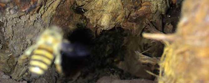 诱蜂最好的绝招有哪些