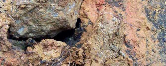 最简单找山蜜蜂方法有哪些