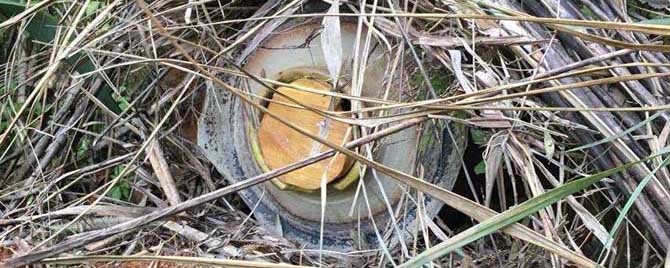 怎么找野生蜜蜂窝最快