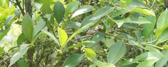 柃木(野桂花)什么时候流蜜