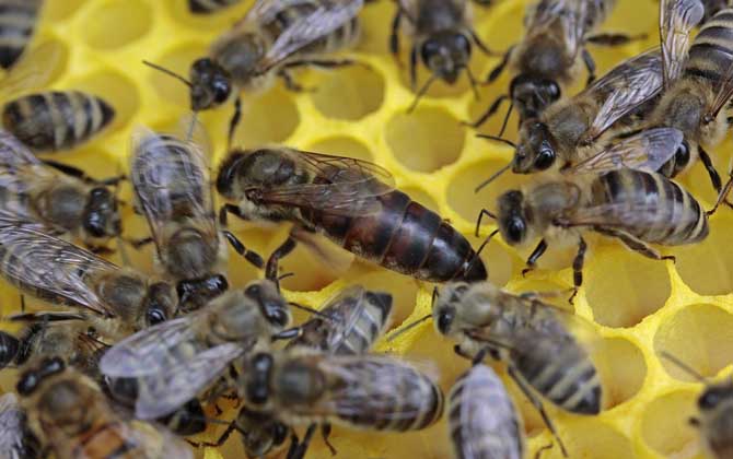 蜂群失王多久可以合并