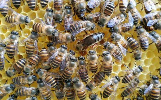 合并蜂群围王怎么办