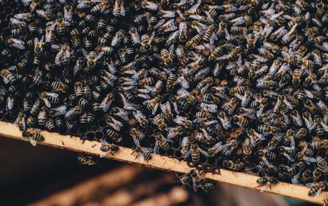 合并蜂群多久可以稳定下来