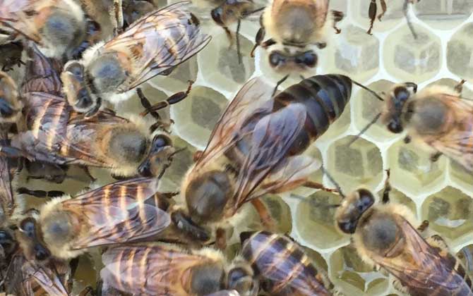 合并蜂群要不要囚王