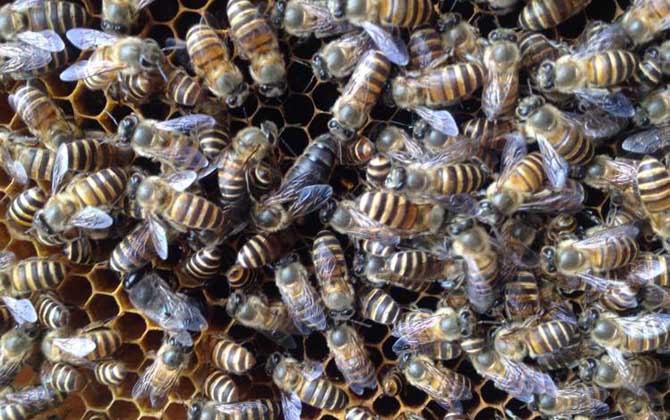 怎样用空气清新剂合并蜂群