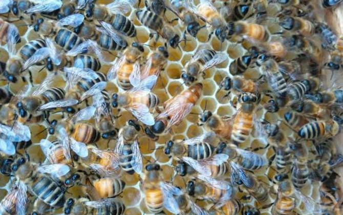 介王最佳时间是什么时候