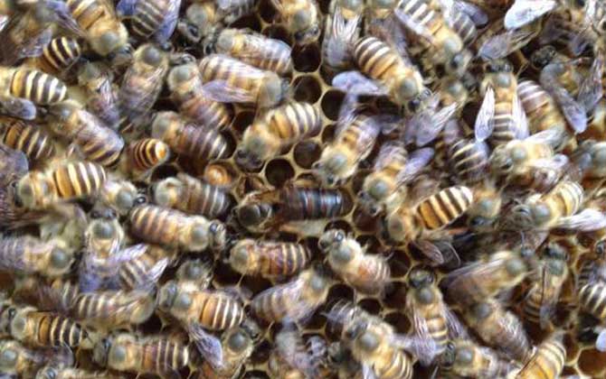 失王两个月的中蜂怎样处理