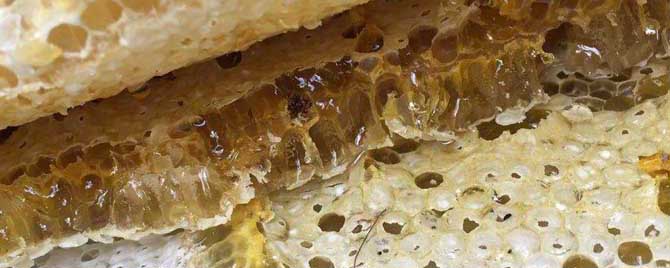 怎样辨别蜂巢蜜的真假
