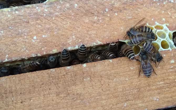 蜜蜂春繁几天喂一次花粉