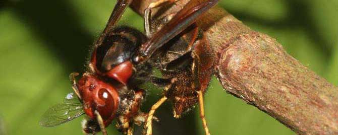 人头蜂和虎头蜂谁厉害