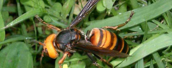 人头蜂窝中有蜂蜜吗