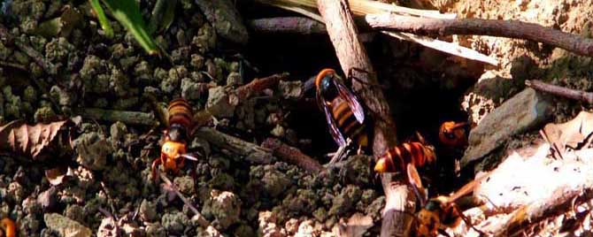 地雷蜂是什么样子的