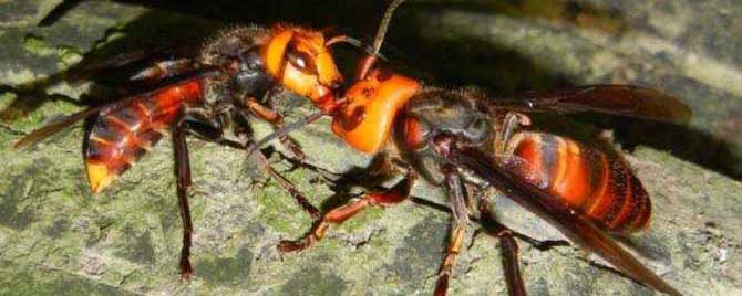 人头蜂最怕什么东西