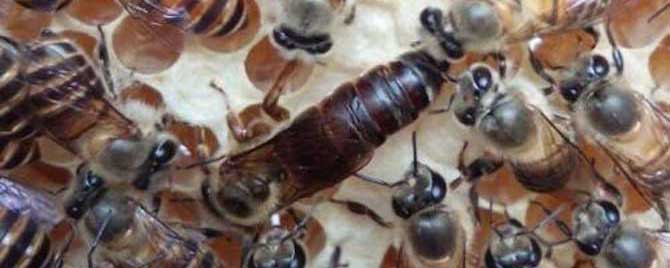 阿坝蜂适合在全国养吗