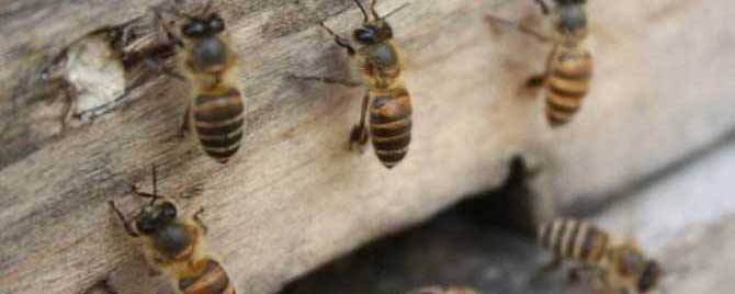 阿坝蜂王和本地蜂王有什么区别