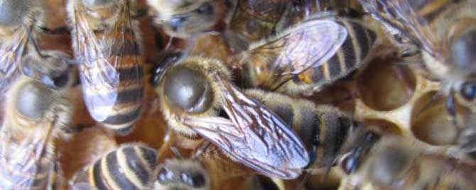 广东适合养阿坝中蜂吗