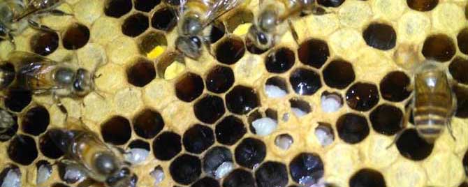 巢虫是什么的幼虫