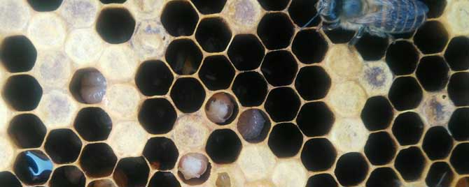 蜡螟的天敌有哪些