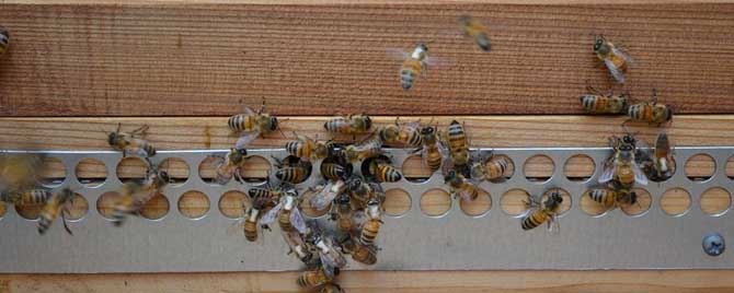 10度以下可以春繁吗