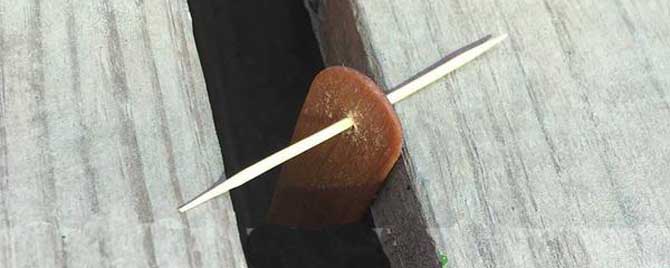 巢虫清木片用什么药泡的