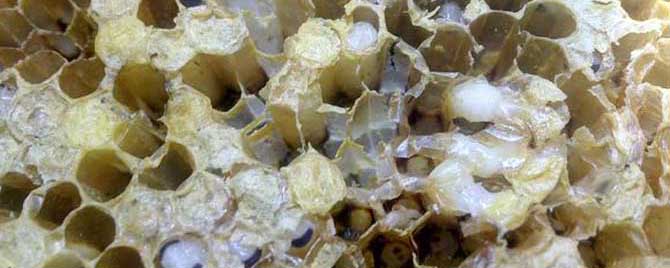 蜂箱内有巢虫怎么办