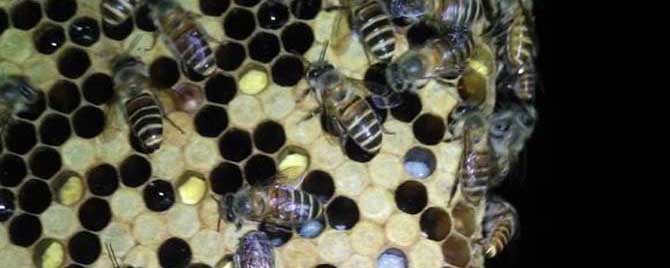 蜂箱撒盐治巢虫靠谱吗