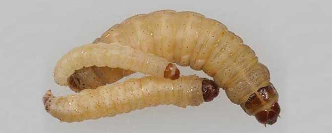 蜡螟是怎样进蜂箱的