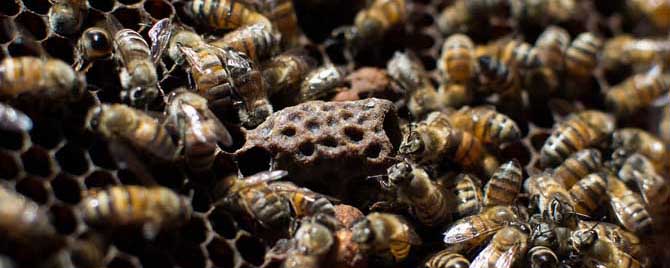 蜂螨什么时候治最好