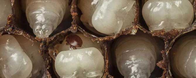 蜜蜂治螨虫的最好方法有哪些