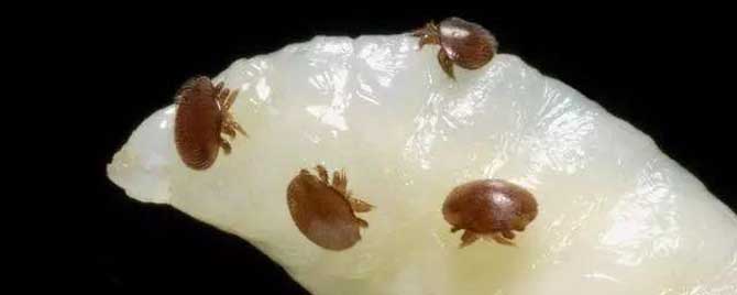 蜜蜂最简单的杀螨方法是什么