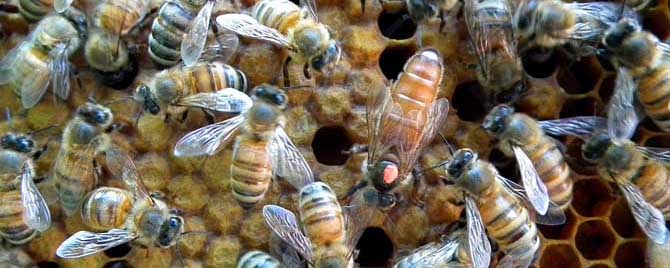 治蜂螨小妙招有哪些