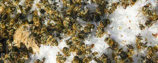 怎样快速治疗爬蜂病