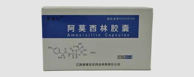 阿莫西林治疗蜜蜂烂子病有效吗
