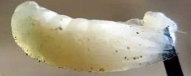 中蜂囊状幼虫病怎么治疗