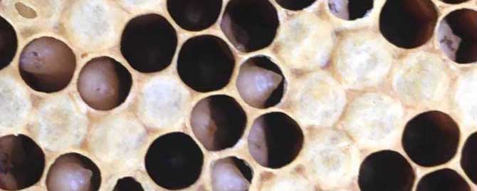 中蜂有卵有虫不见封盖怎么回事