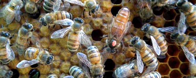 蜂冬天会不会死