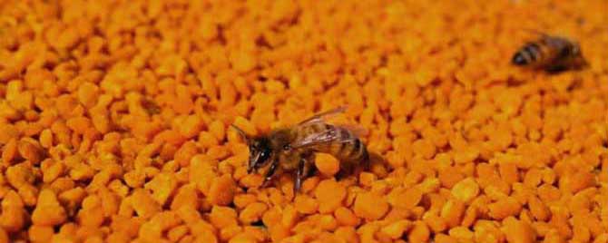 茶花粉价格多少钱一斤