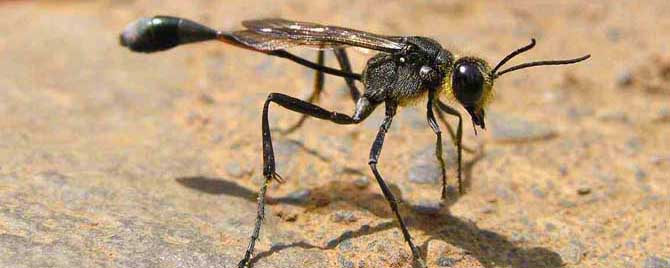 细腰蜂是什么蜂