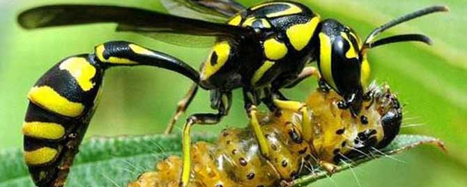 细腰蜂长什么样子